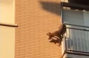 Cane dimenticato sul balcone senza cibo e acqua si lancia nel vuoto